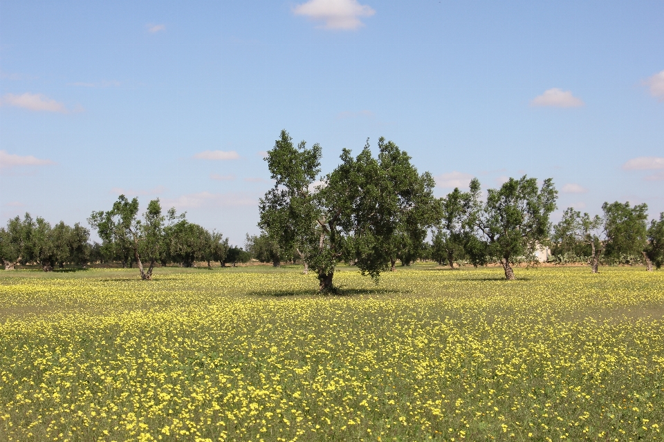 Landscape tree nature forest