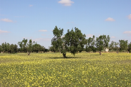 Landscape tree nature forest Photo