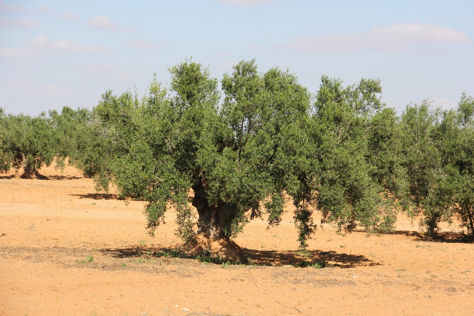 Landscape tree nature forest