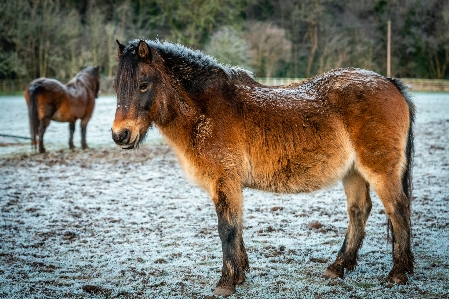 Photo Paysage naturel
 cheval animal terrestre
 écorégion
