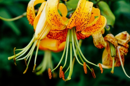 Foto Amarelo flor pétala planta com flor
