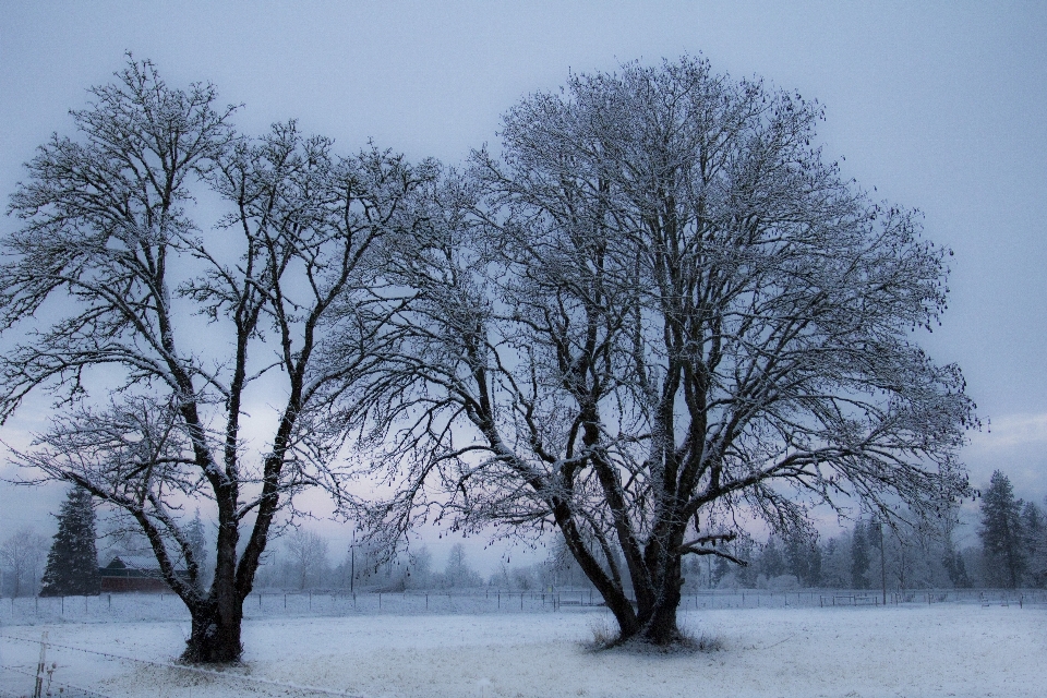 Inverno ramo natura paesaggio naturale
