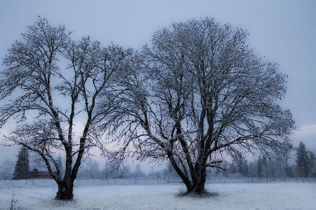 Photo Hiver bifurquer nature paysage naturel
