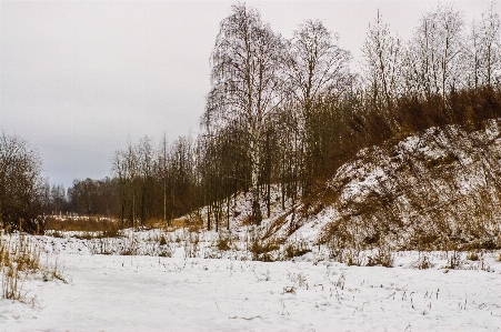 Image winter branch freezing Photo