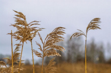 Image brown flowering plant grass family Photo