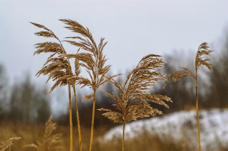 Image vegetation brown sunlight Photo