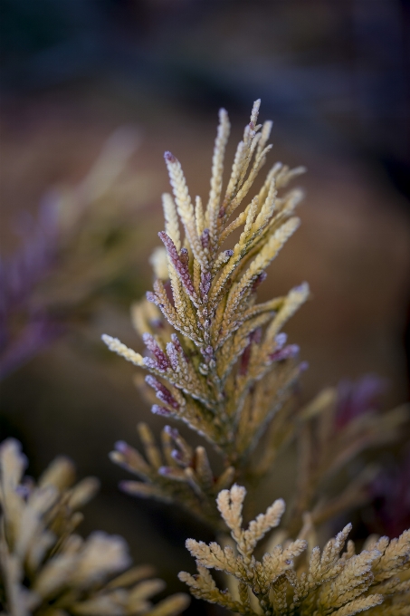 Nature purple lavender violet