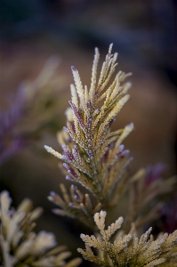 Nature purple lavender violet Photo