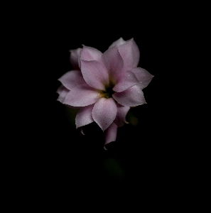 Nature petal white flower Photo