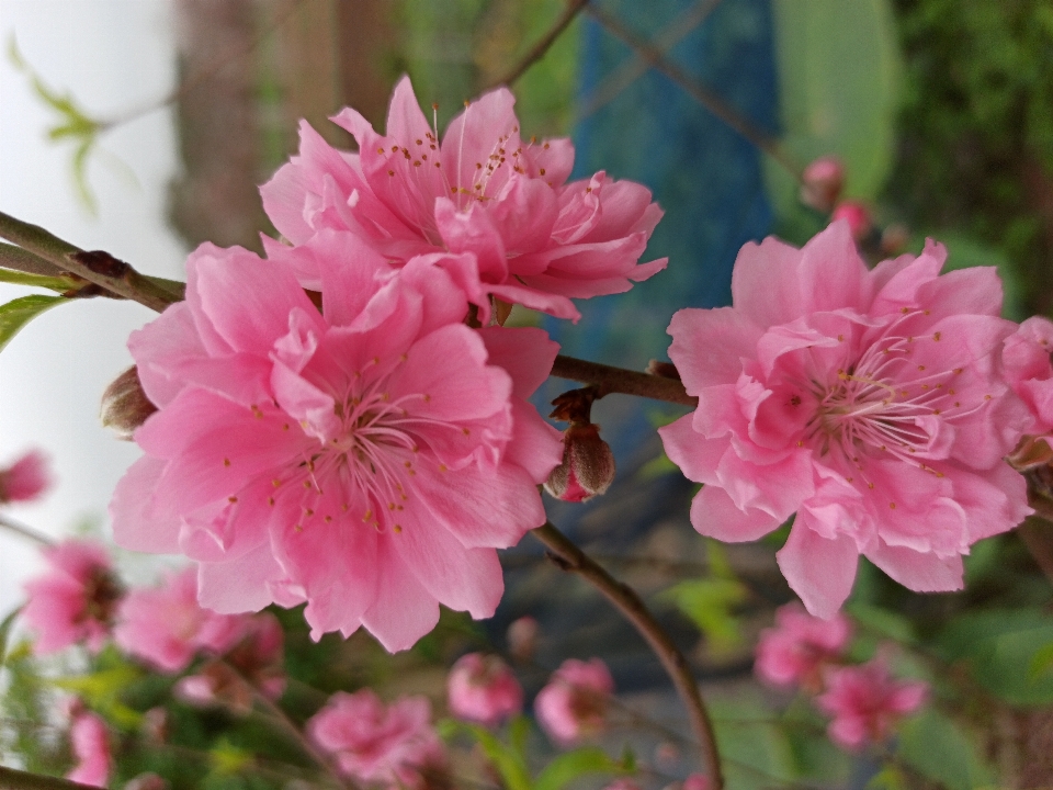 Fiore petalo rosa botanica
