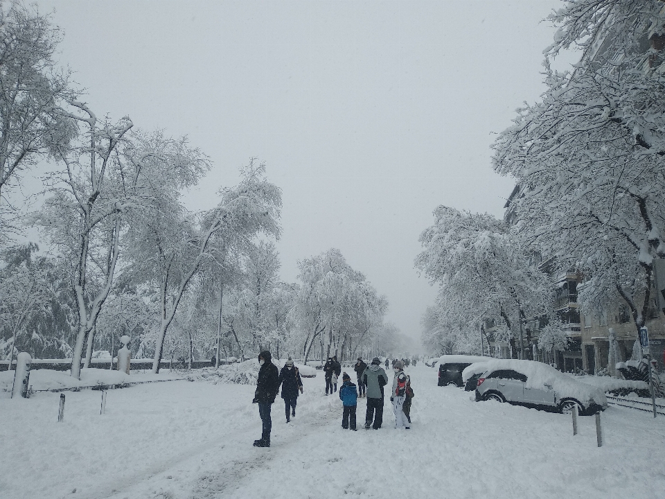 冬 雪の降る街路
 雪の多い公園
 雪に覆われた木々
