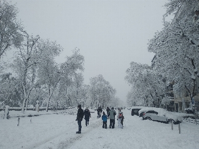 Winter snowy street park trees Photo