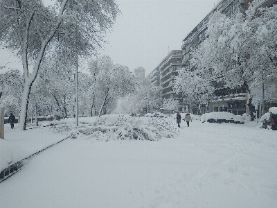 Winter snowy street park tree Photo