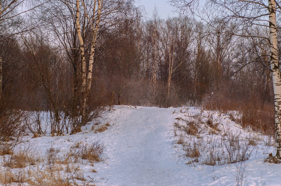 Immagine ramo inverno ramoscello