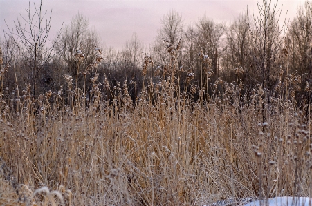 Image branch twig winter Photo