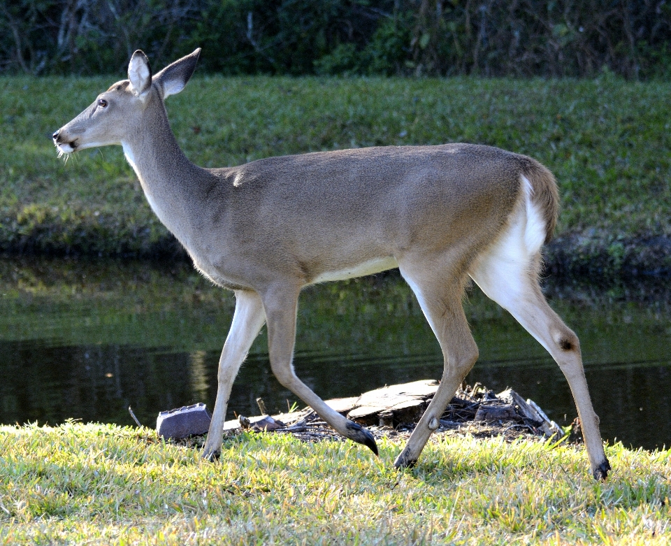 Wildlife deer nature grass