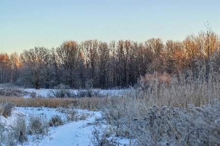 Image winter branch natural landscape Photo