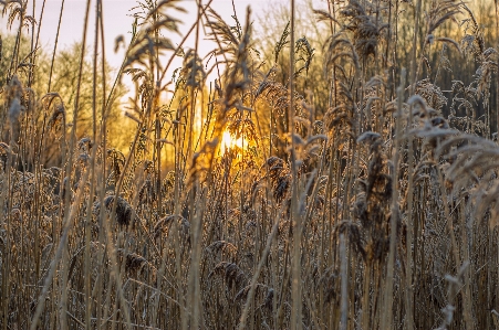 Foto Imagen luz de sol planta floreciendo
 familia las gramíneas
