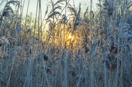 Image sunlight twig grass family Photo