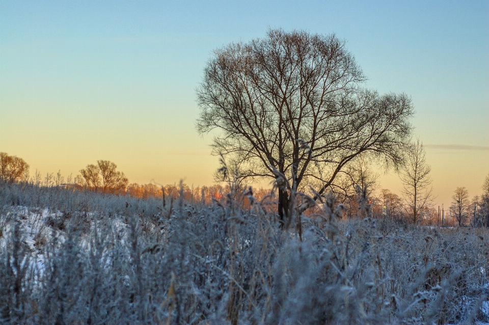 Image bifurquer hiver brindille