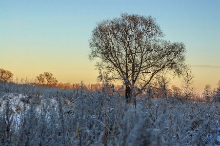 Image branch winter twig Photo