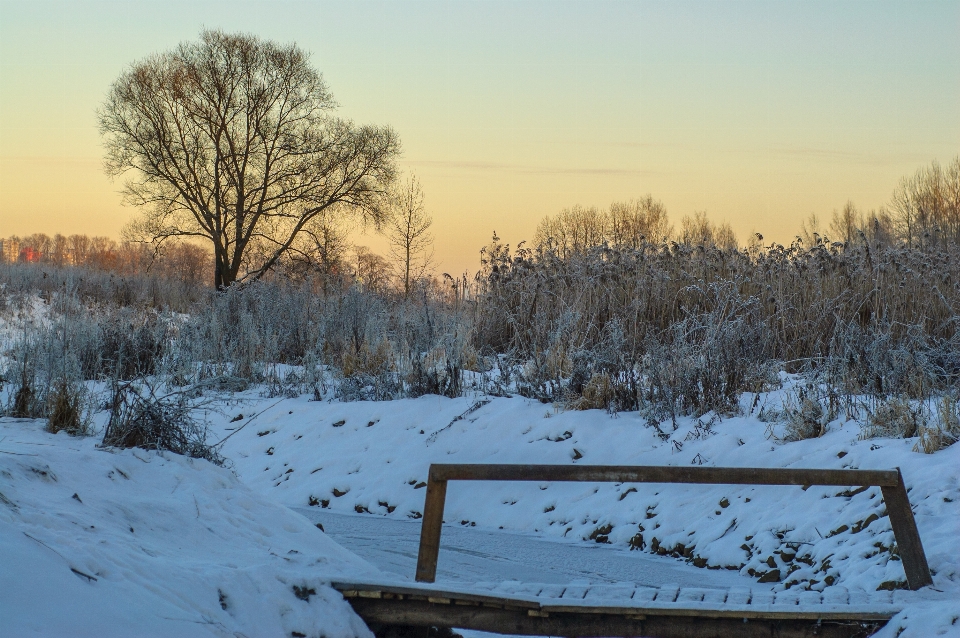 Immagine inverno ramo paesaggio naturale
