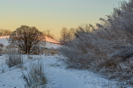 Image winter branch freezing Photo