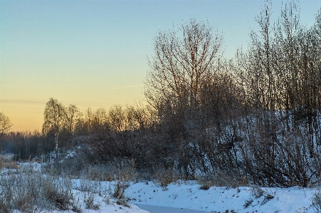 Image branch winter twig Photo