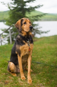 Foto Cane di razza
 carnivoro mammifero