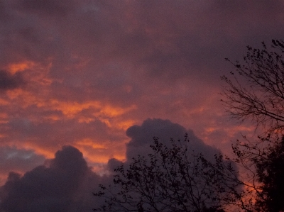 Sky clouds orange trees Photo