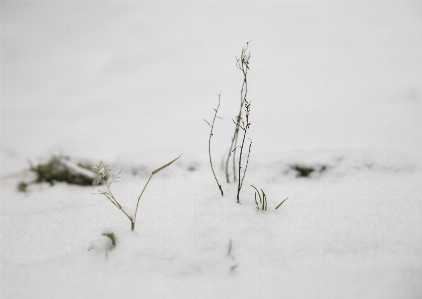 Winter branch twig freezing Photo