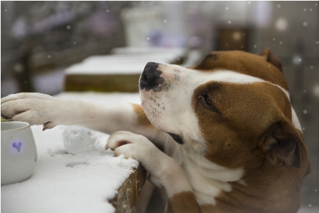 Kahve köpek türü
 etobur Fotoğraf