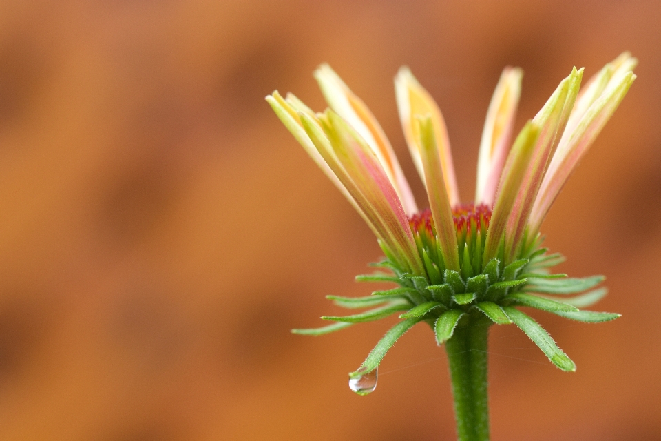 Pétalo flor botánica
 fotografía macro
