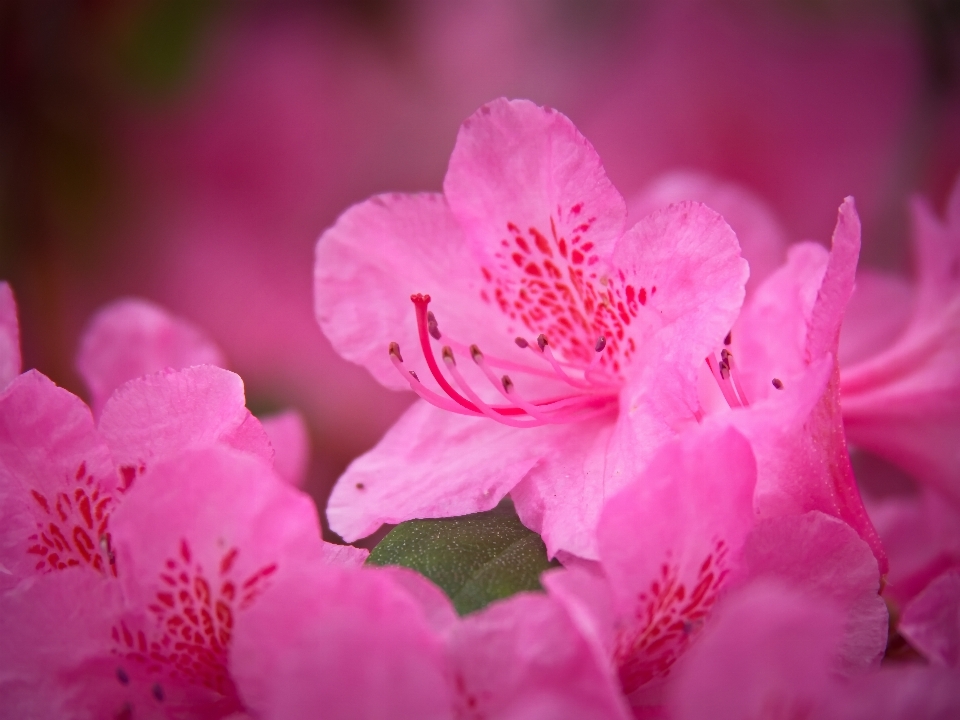 花弁 花 ピンク 赤紫色
