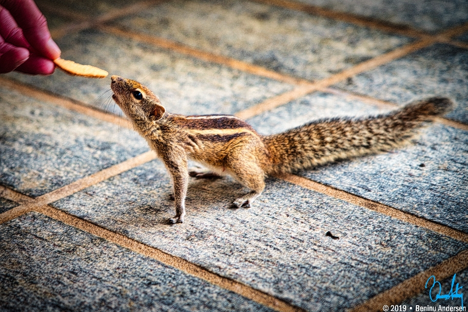 Esquilo animal alimentado à mão
 pele