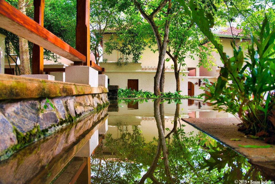 Reflexión árboles agua cuenca