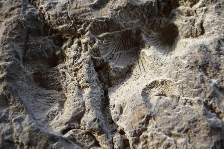 Foto Batuan sedimen
 batu gamping
 jejak