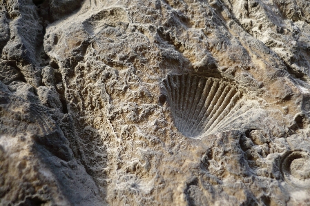 Foto Batuan sedimen
 batu gamping
 jejak