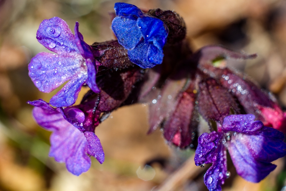 Fiori selvaggio campo viola