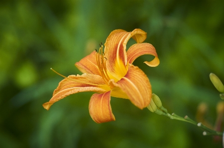 Flower petal peach botany Photo