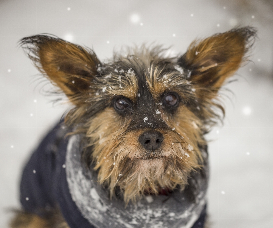 Animal neige froid doux