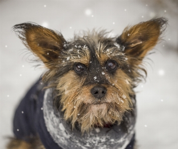 Animal snow cold sweet Photo