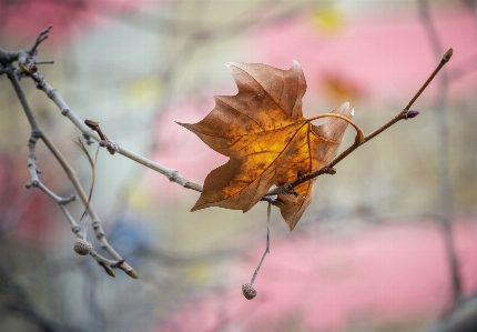 Leaf twig branch deciduous Photo