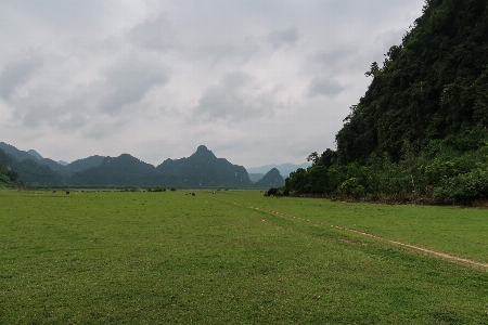 Art vegetation grass green Photo