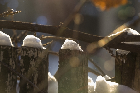 Snow winter icicle sun Photo