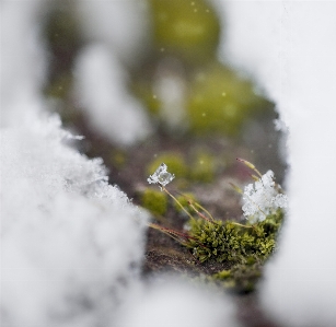 White green nature miracle Photo