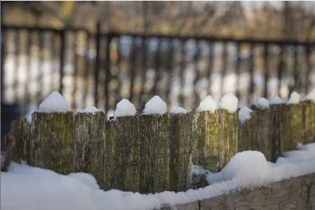 Photo Serpent hiver gelé neige