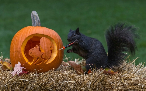 Squirrel art squash vertebrate Photo