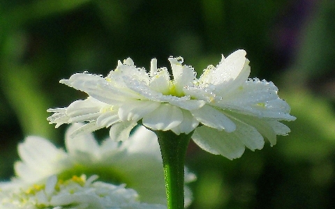 Flowers daisy petal plant Photo