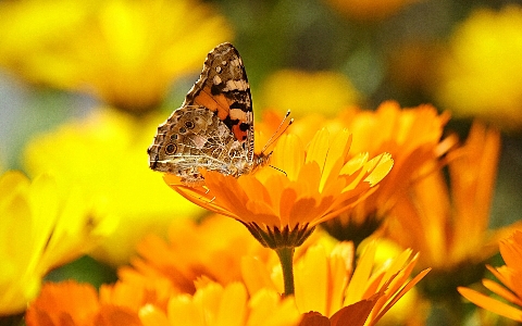 Foto Borboleta flores invertebrado pétala